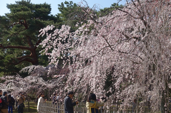 京都桜速報2018_04　No13