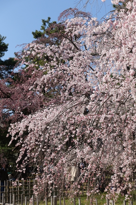 京都桜速報2018_04　No14