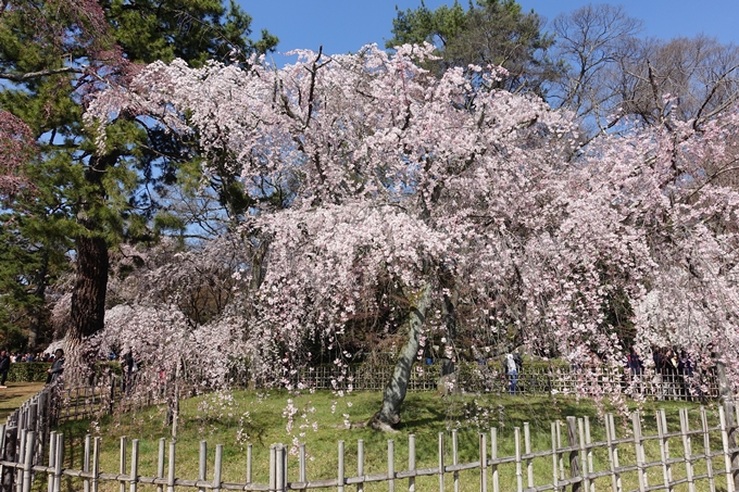 京都桜速報2018_04　No15