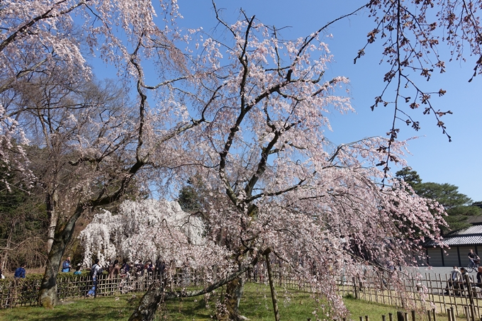 京都桜速報2018_04　No16