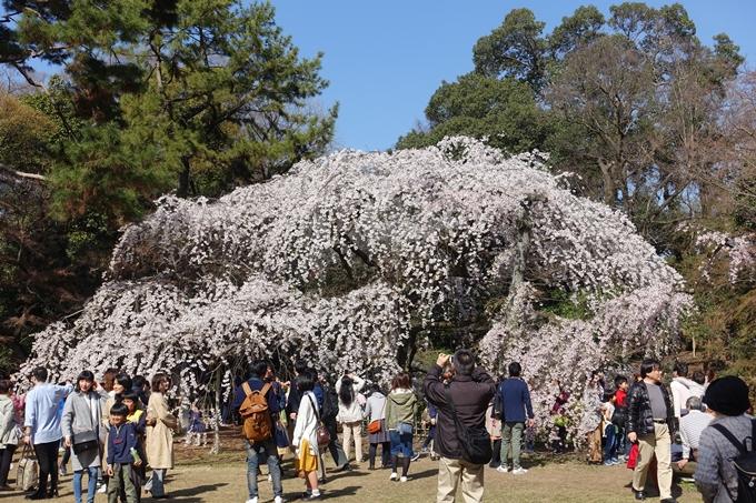 京都桜速報2018_04　No17