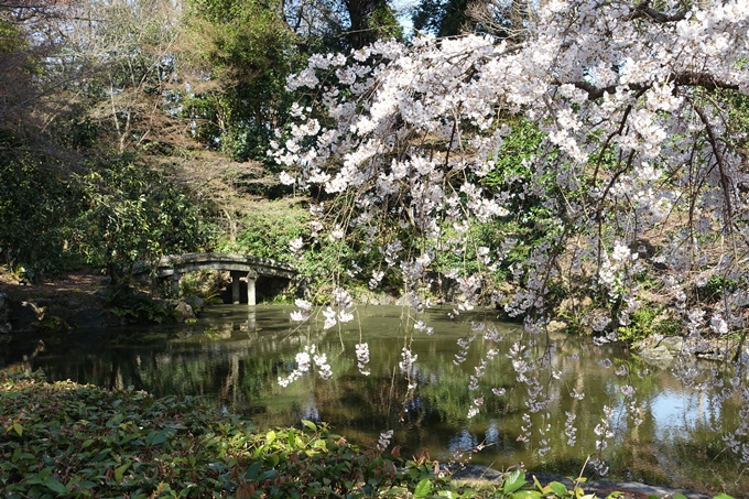 京都桜速報2018_04　No18