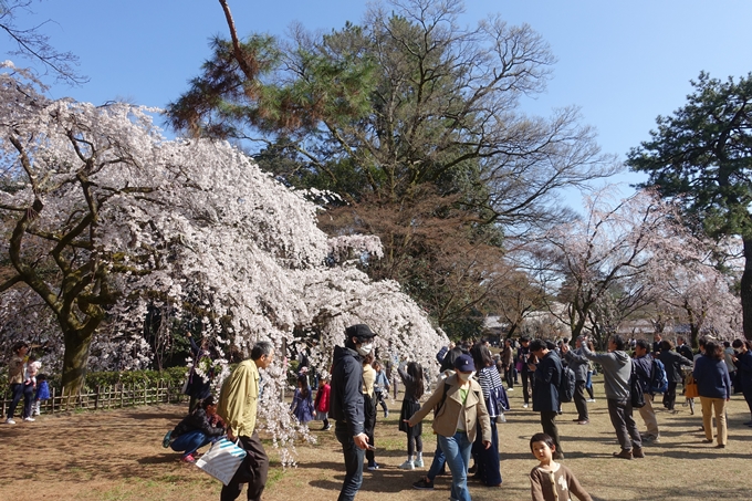 京都桜速報2018_04　No19