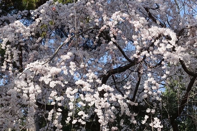 京都桜速報2018_04　No20