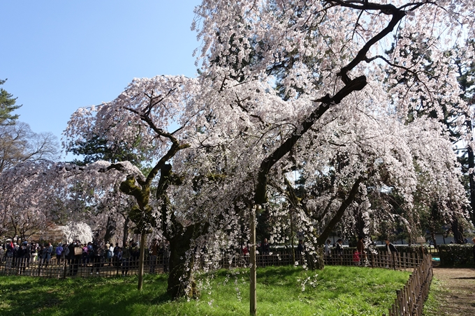 京都桜速報2018_04　No21