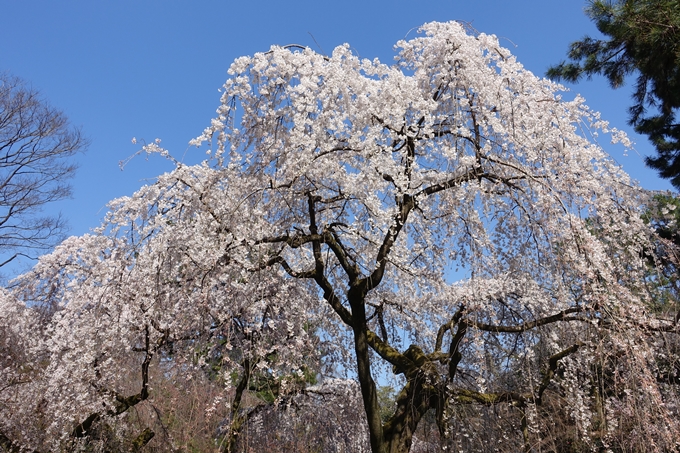 京都桜速報2018_04　No22