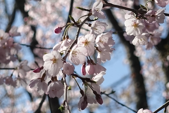 京都桜速報2018_04　No23