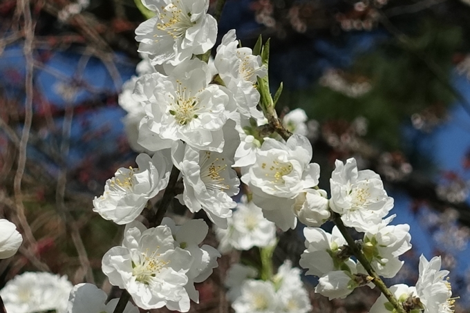 京都桜速報2018_04　No25