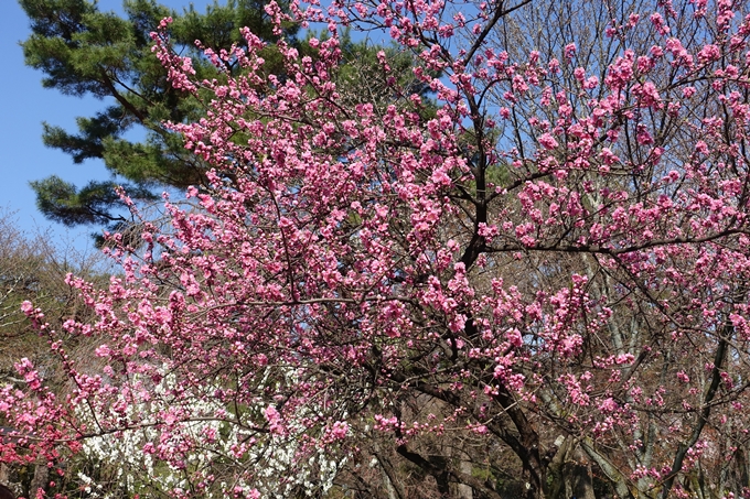 京都桜速報2018_04　No27