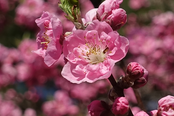 京都桜速報2018_04　No28