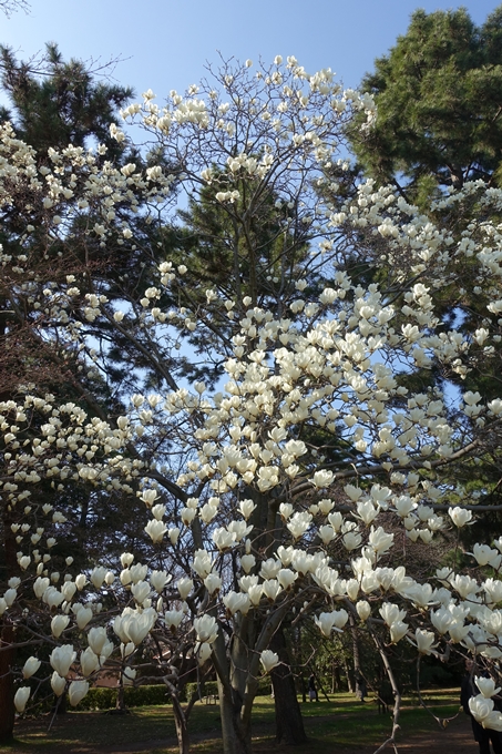 京都桜速報2018_04　No29