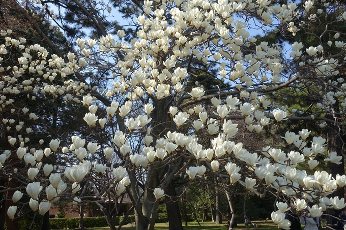 京都桜速報2018_04　No30