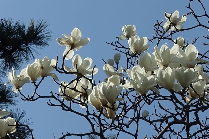 京都桜速報2018_04　No31