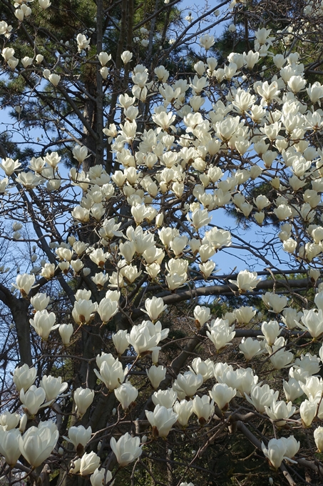 京都桜速報2018_04　No33