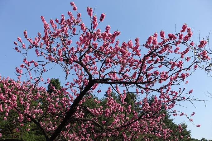 京都桜速報2018_04　No34