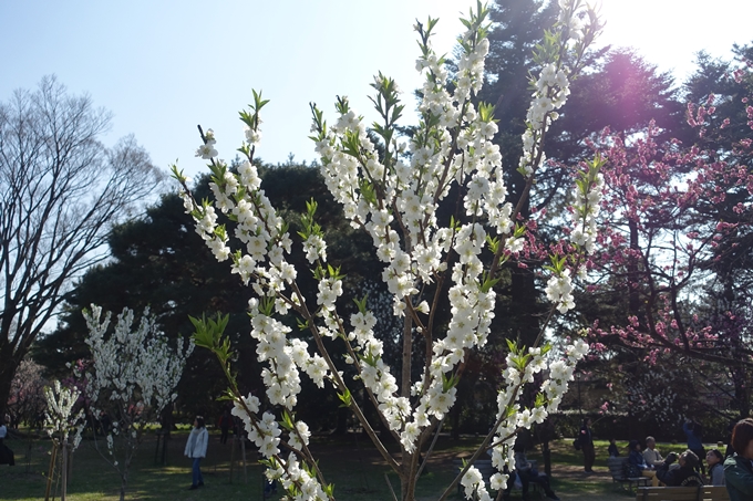 京都桜速報2018_04　No36