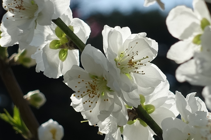 京都桜速報2018_04　No37