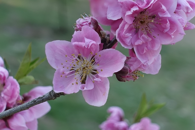 京都桜速報2018_04　No39