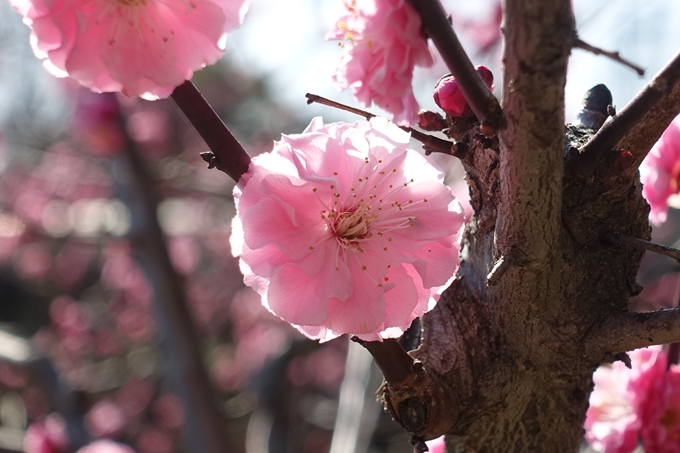 京都桜速報2018_04　No40