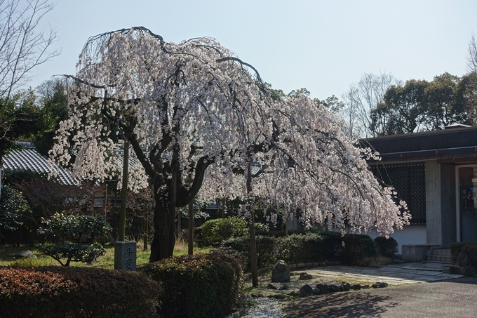 京都桜速報2018_04　No41