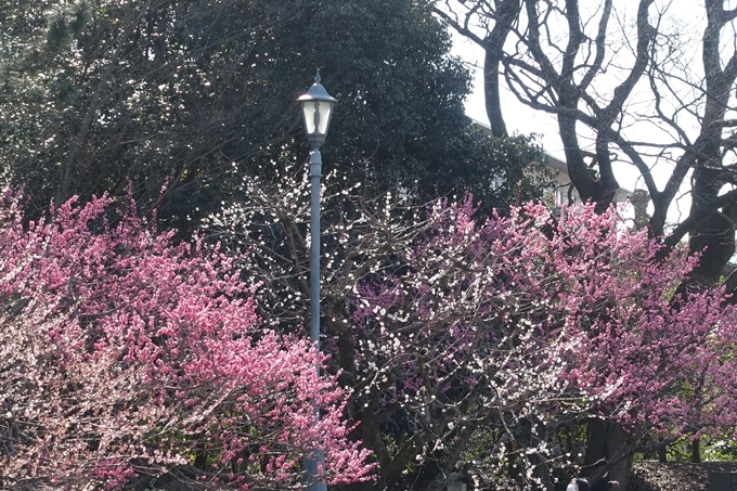 京都桜速報2018_04　No42