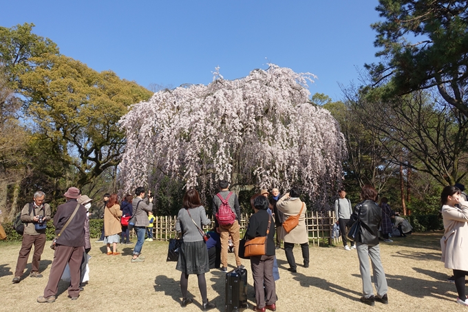 京都桜速報2018_04　No43