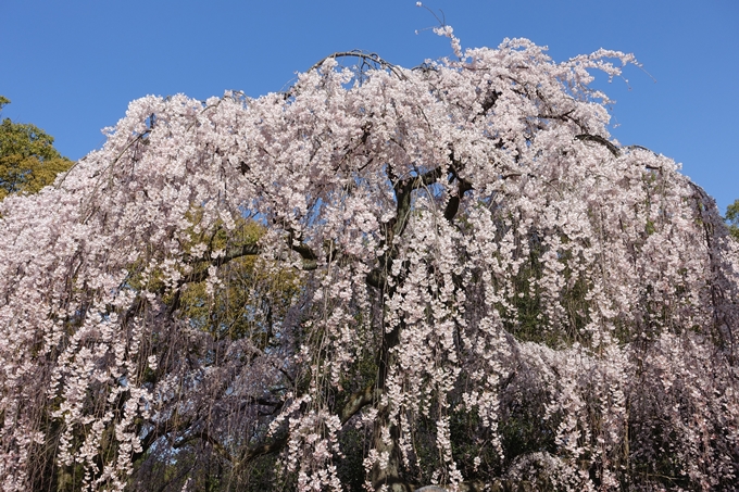 京都桜速報2018_04　No44