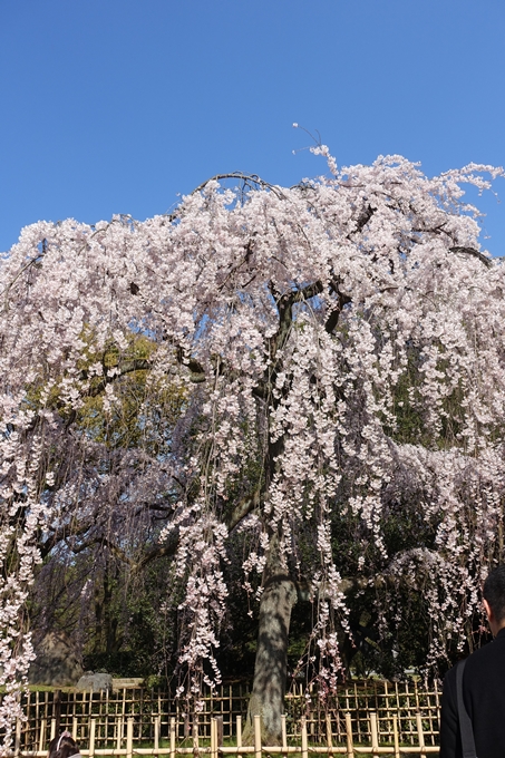 京都桜速報2018_04　No45