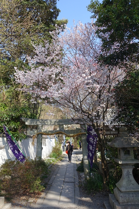 京都桜速報2018_04　No46