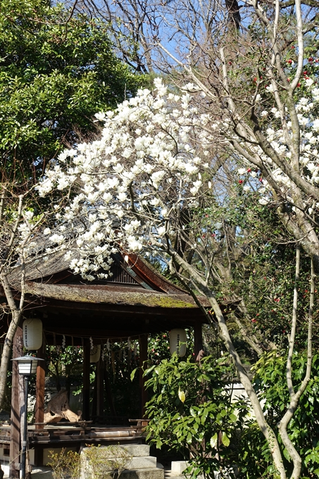 京都桜速報2018_04　No48