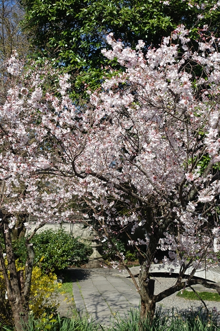 京都桜速報2018_04　No50