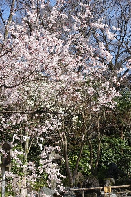 京都桜速報2018_04　No52