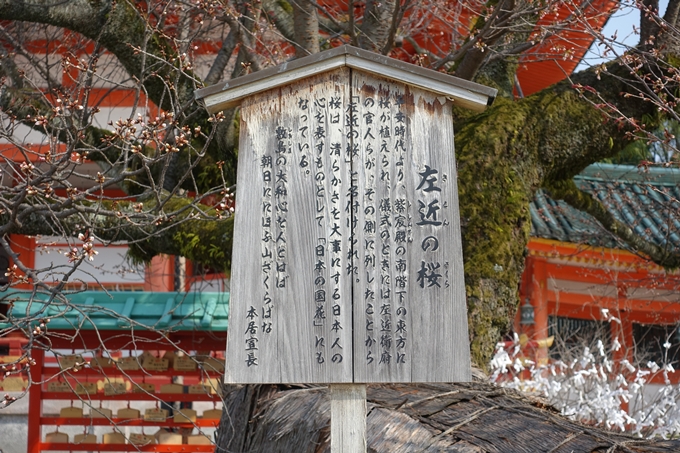 京都桜速報2018_05　No3