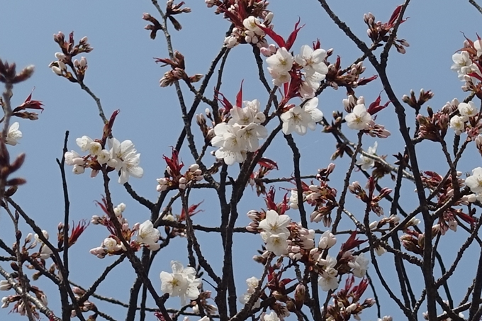 京都桜速報2018_05　No5