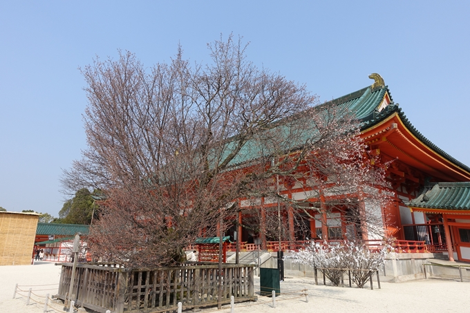 京都桜速報2018_05　No6