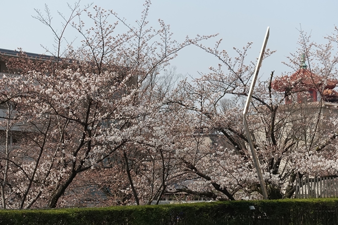 京都桜速報2018_05　No8