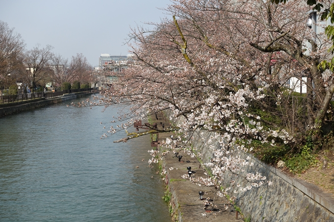 京都桜速報2018_05　No9