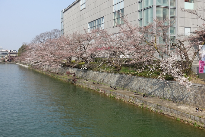 京都桜速報2018_05　No10