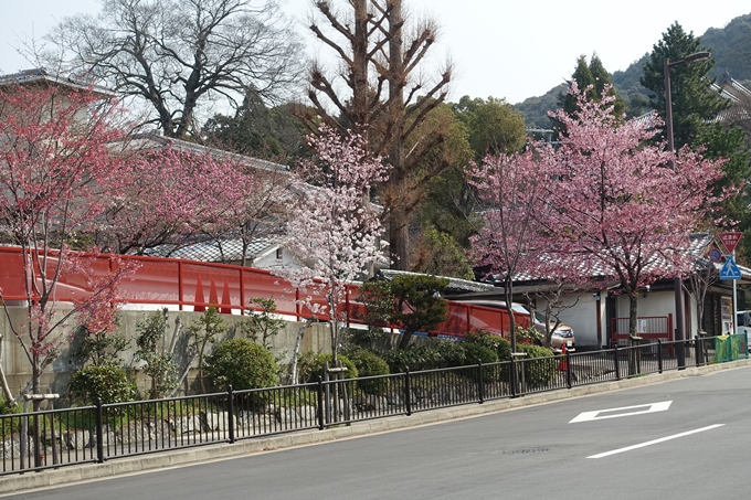 京都桜速報2018_05　No11