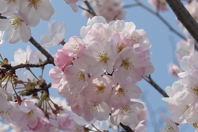 京都桜速報2018_05　No12