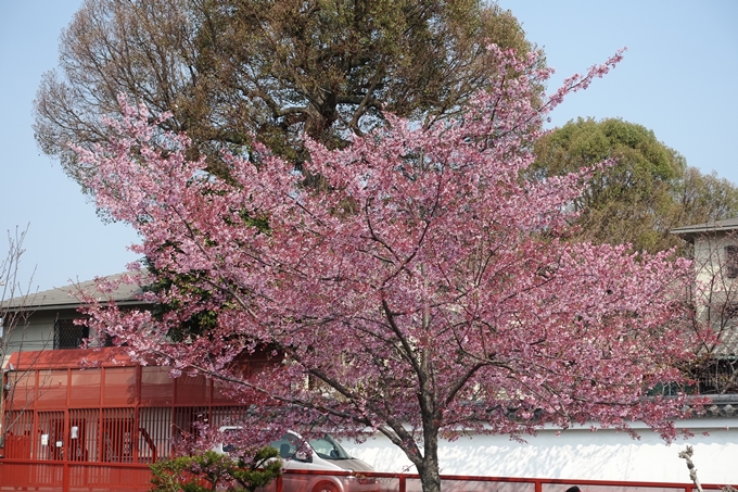 京都桜速報2018_05　No13