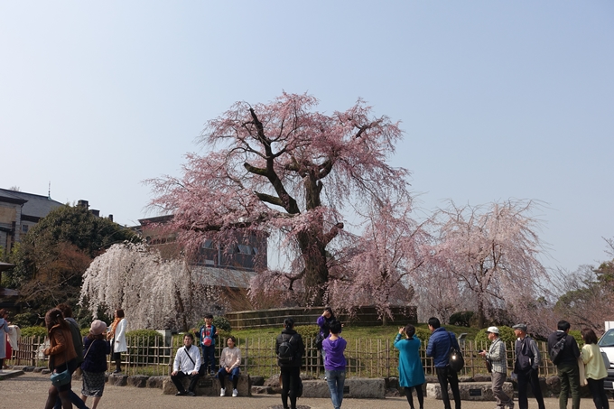 京都桜速報2018_05　No16