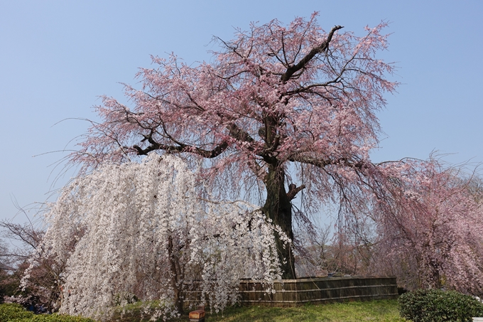 京都桜速報2018_05　No17