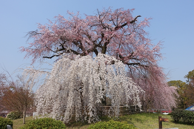 京都桜速報2018_05　No18