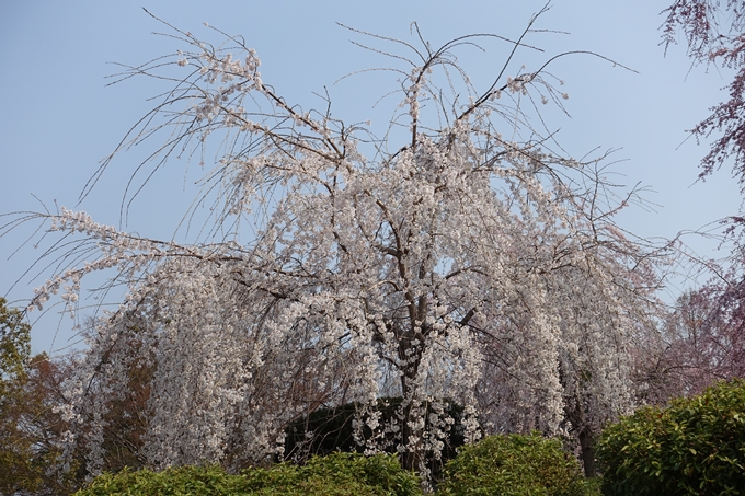 京都桜速報2018_05　No19