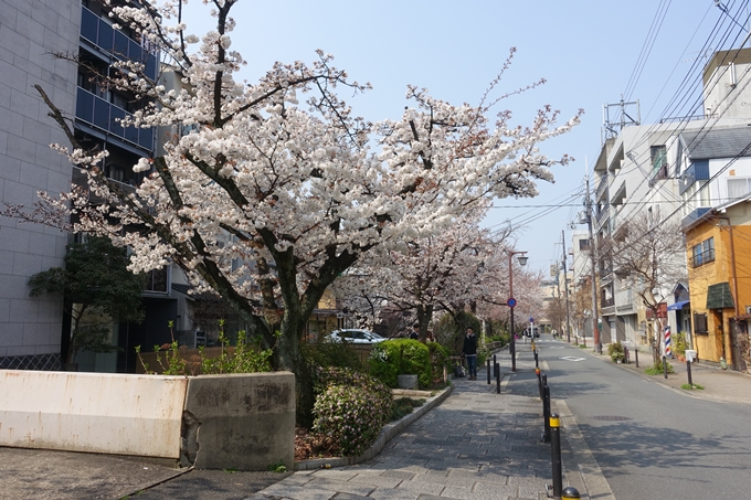 京都桜速報2018_05　No23