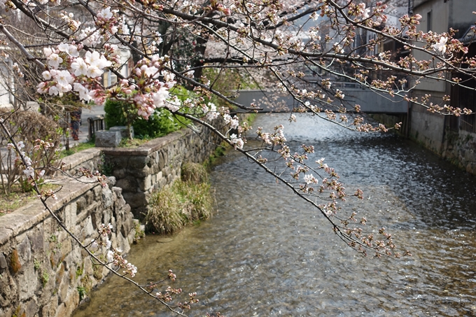 京都桜速報2018_05　No24