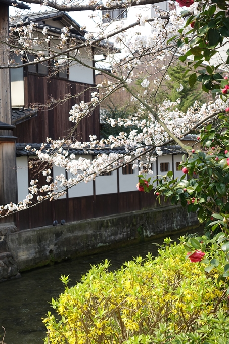 京都桜速報2018_05　No25