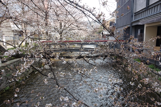 京都桜速報2018_05　No26