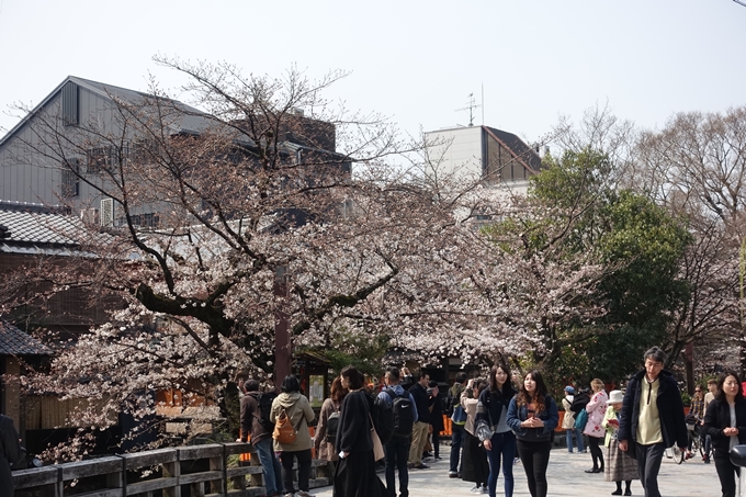 京都桜速報2018_05　No27